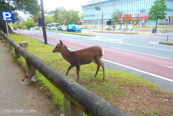 Deer @ Nara